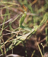 корнаты.богомол